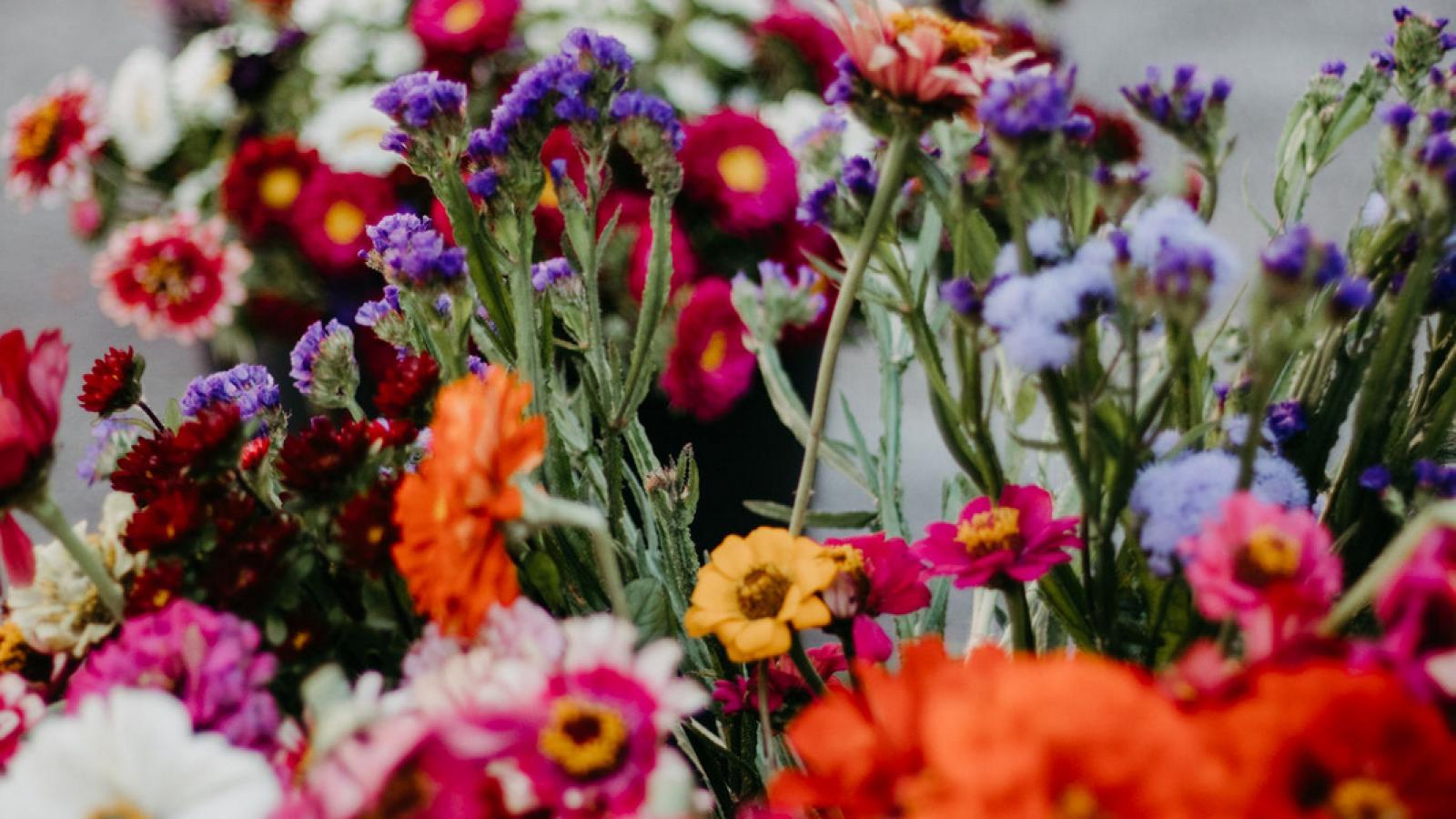 Sommerkurse Sommerblumen