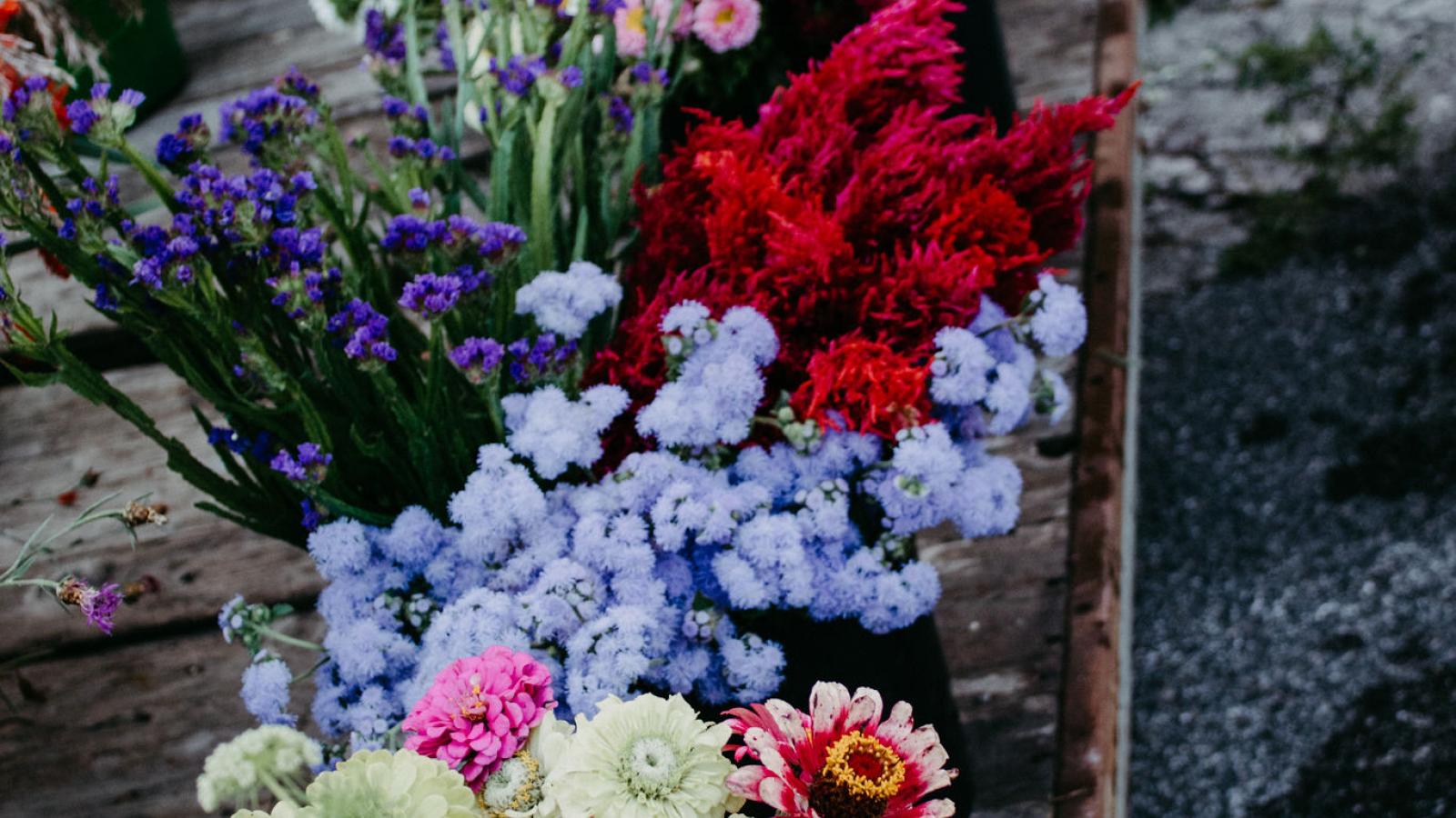 Zinien Spätsommer Blumen