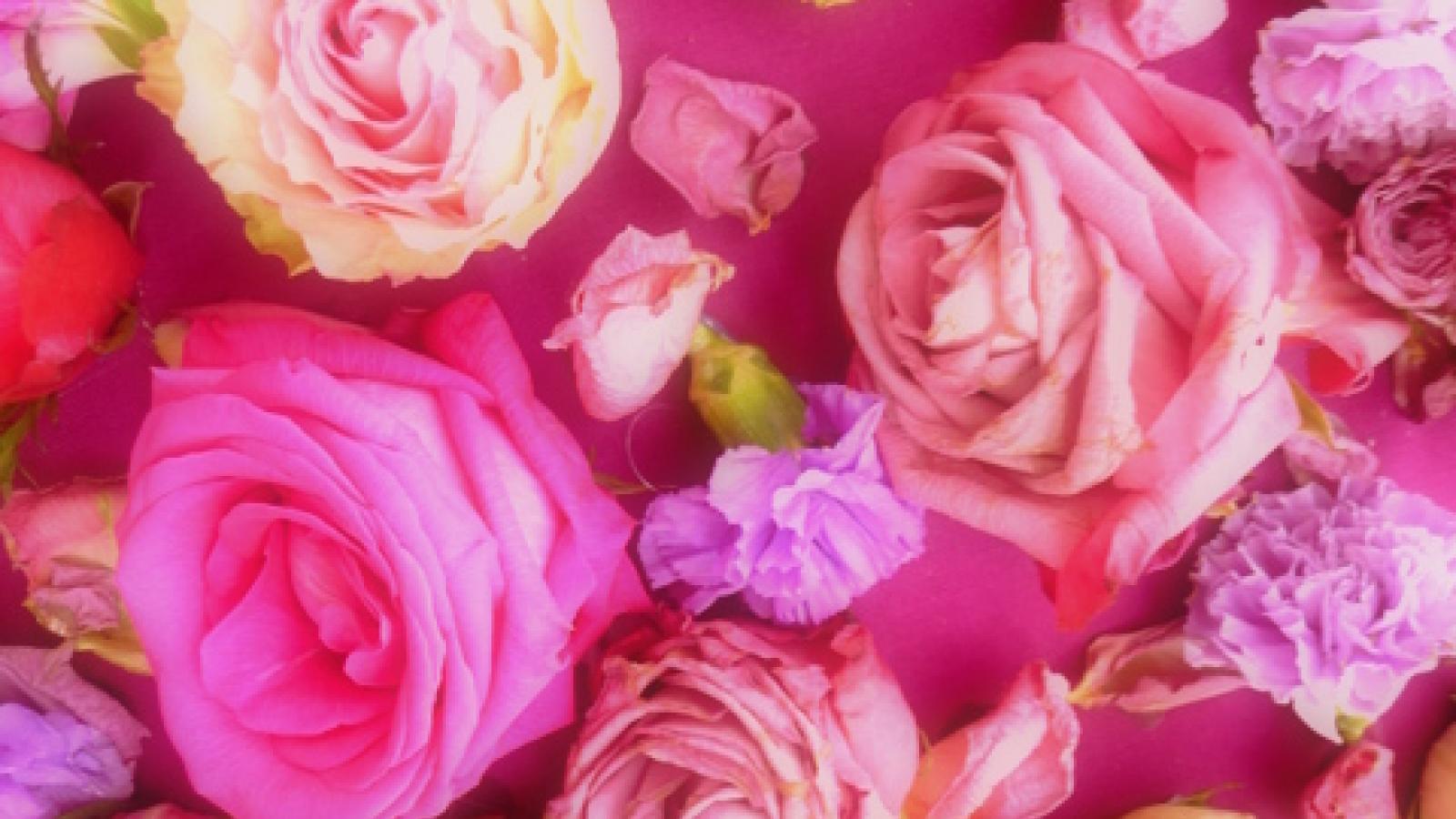 Die Königin der Blumen Rosen