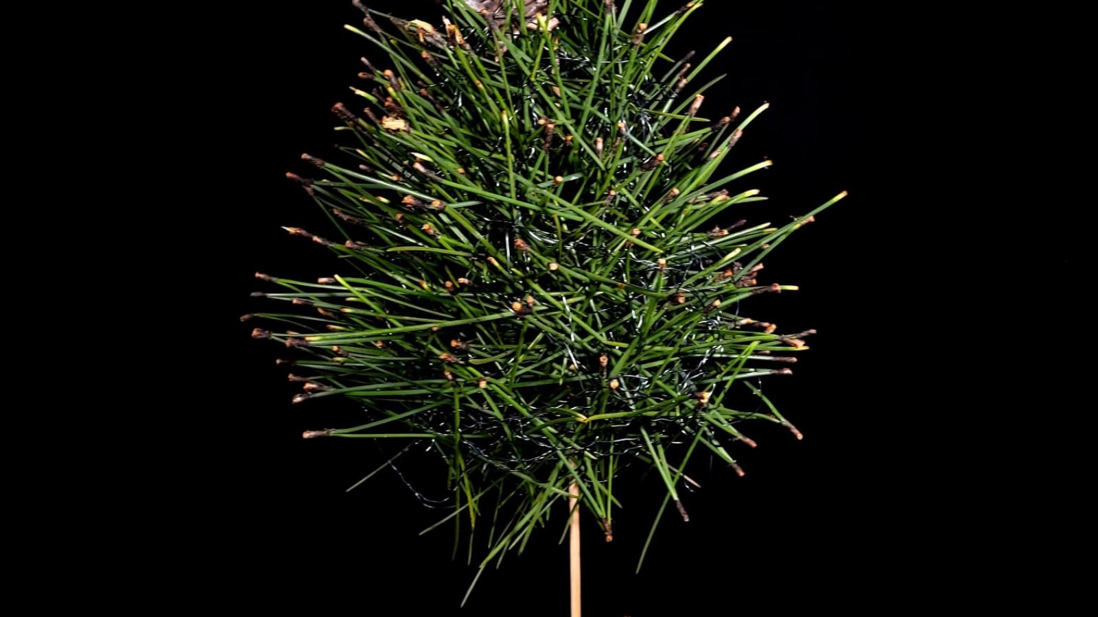 Nadelbaum Nadelbaum